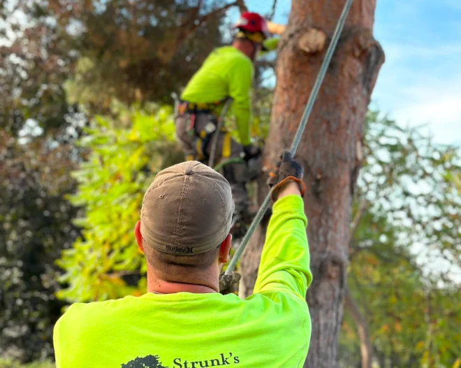 professionals perform tree removal